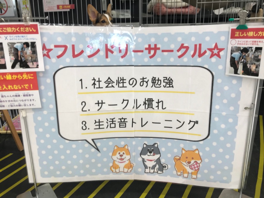 フレンドリーサークルで社会性を磨いています | 柴犬 （119121） - ペットショップ マルワン梅島 東京都足立区