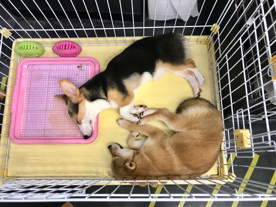 お昼寝 | 柴犬 （119121） - ペットショップ マルワン梅島 東京都足立区