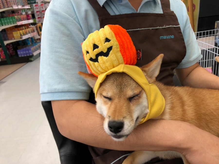 お店でお待ちしてます！ | 柴犬 （119121） - ペットショップ マルワン梅島 東京都足立区
