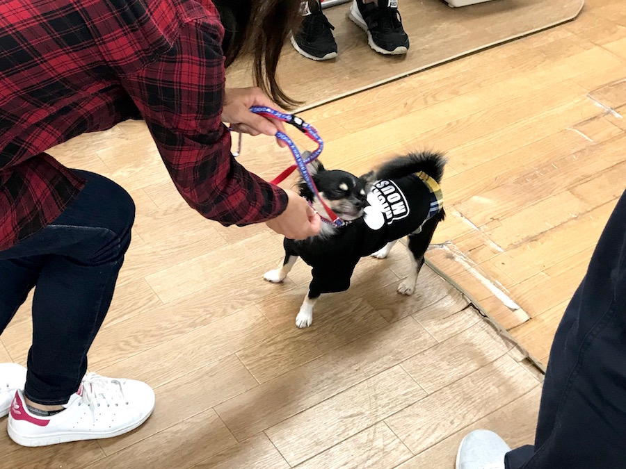 みんなのハイライト もんもくん | 相模大塚店パピー教室 イベントレビュー