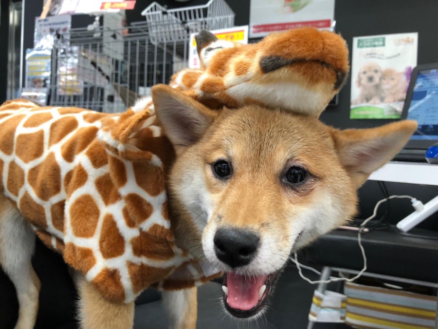 赤柴ちゃん | 柴犬 （119121） - ペットショップ マルワン梅島 東京都足立区