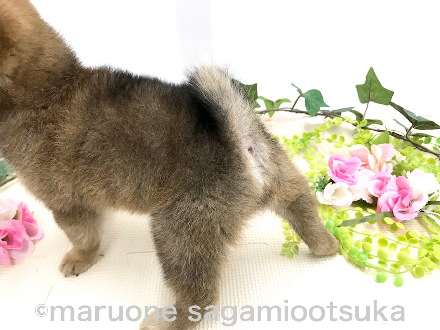 お尻を出した子1等賞〜♪ | 豆柴 柴犬 （814485） - ペットショップ マルワン相模大塚 神奈川県大和市