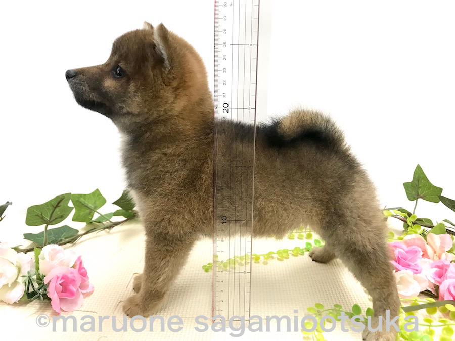 現在の体高はモフモフの被毛を含めても19cm | 豆柴 柴犬 （814485） - ペットショップ マルワン相模大塚 神奈川県大和市
