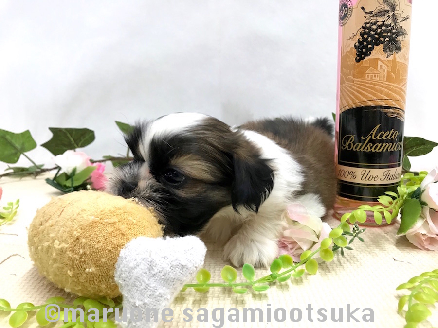 安全な物だと分かるとガブリ | シーズー （814487） - ペットショップ マルワン相模大塚 神奈川県大和市