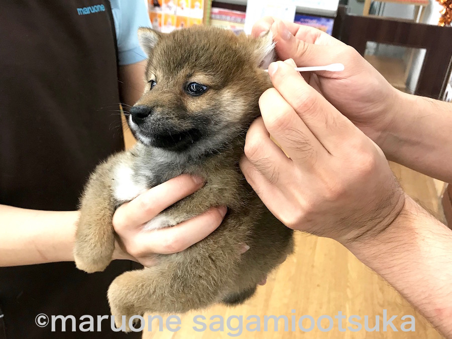 耳掃除の様子 | 豆柴 柴犬 （814485） - ペットショップ マルワン相模大塚 神奈川県大和市
