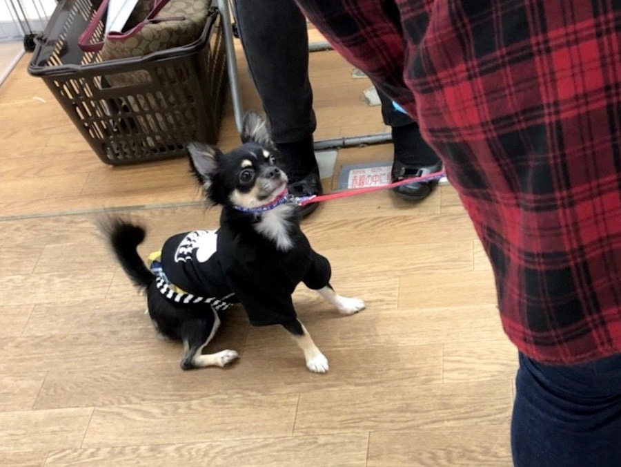 おすわりチャレンジ もんもくん | 相模大塚店パピー教室 イベントレビュー