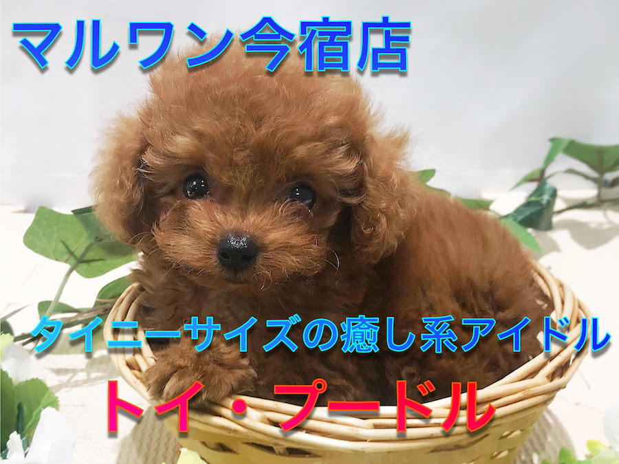 【 小さめ トイ・プードル 】生後55日で573ｇ！タイニーサイズ・マズル短め・ドワーフ体型のおっとりガール♪今宿店NO.120133