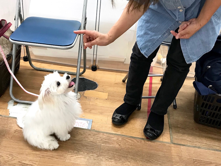 おすわりチャレンジ ももちゃん | 相模大塚店パピー教室 イベントレビュー