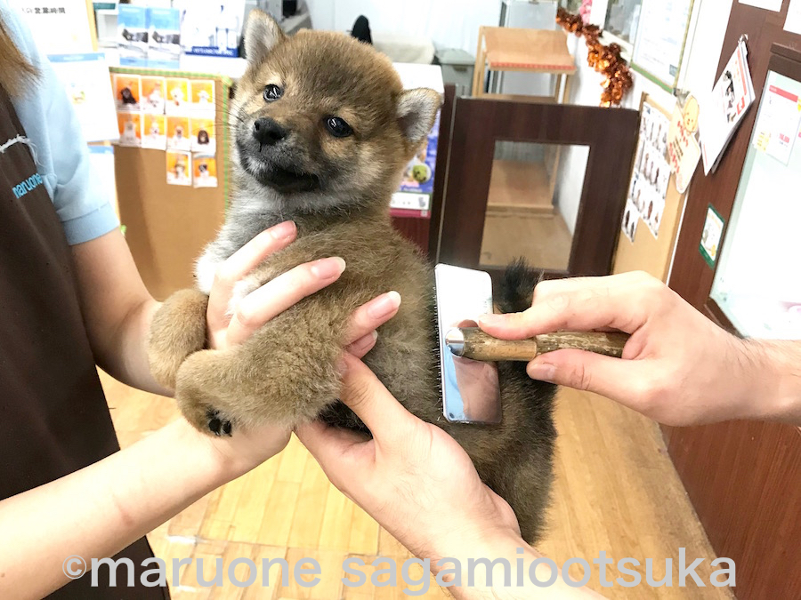 お手入れ慣れも順調 | 豆柴 柴犬 （814485） - ペットショップ マルワン相模大塚 神奈川県大和市