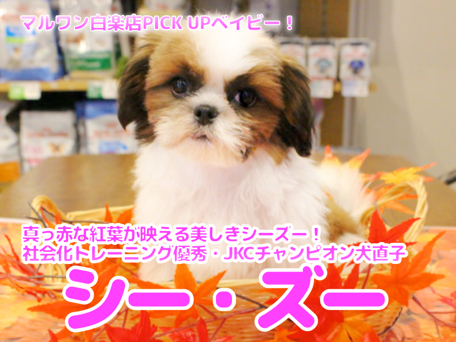 【 シーズー 】真っ赤な紅葉が映える美しきシーズー！社会化トレーニング優秀・JKCチャンピオン犬直子！ 白楽店No.11583