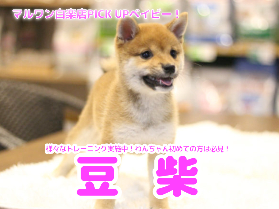 【 豆柴 】様々なトレーニング実施中！わんちゃん初めての方は必見！白楽店No.11587