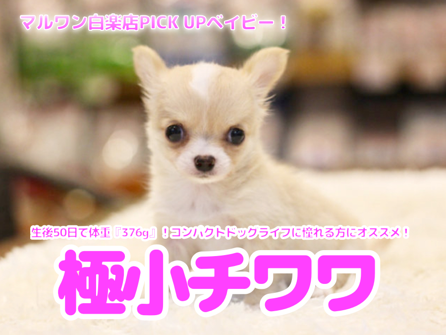 【 極小チワワ 】生後50日で体重『376g』！コンパクトドッグライフに憧れる方にオススメ！ 白楽店No.11593