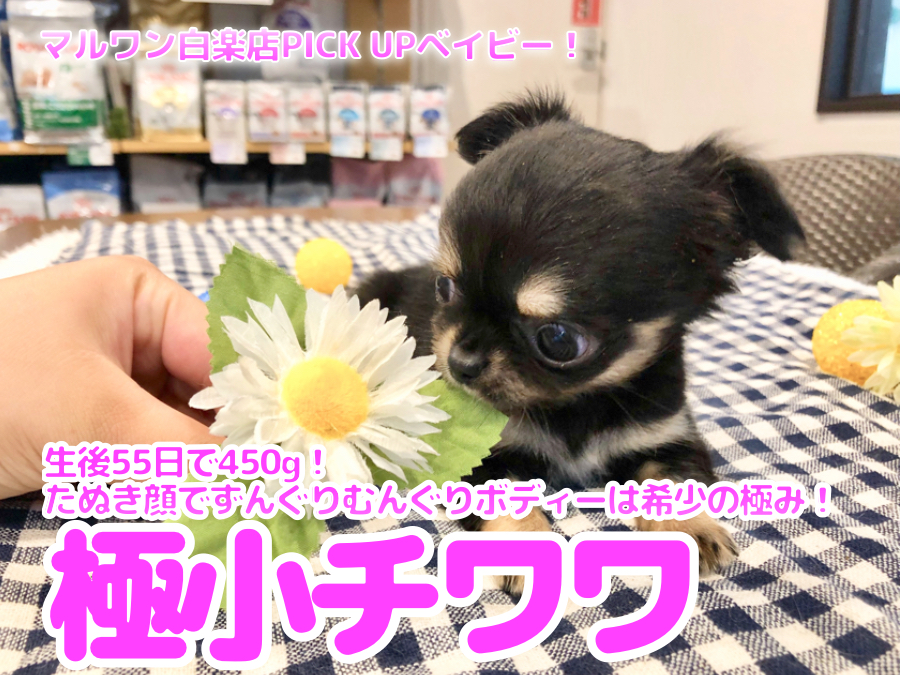 【 極小チワワ 】生後55日で450g！たぬき顔でずんぐりむっくりボディーは希少の極み！ 白楽店No.11590