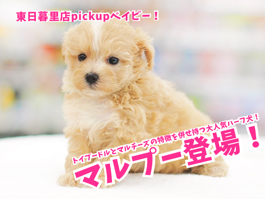 【 マルプー（MIX）】トイプードルとマルチーズの特徴を併せ持つ大人気ハーフ犬！アプリコット・ドワーフ系 東日暮里店No.014232