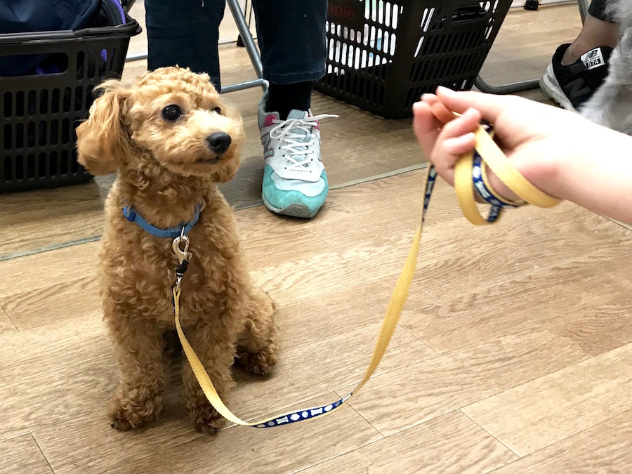 おすわりチャレンジ 雷皇くん | 相模大塚店パピー教室 イベントレビュー