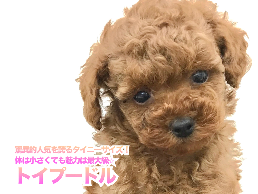【 トイ・プードル 】驚異的人気を誇るタイニーサイズ！体は小さくても魅力は最大級 本羽田店No.512565