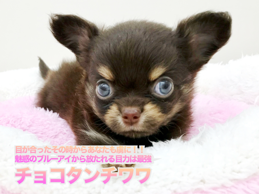 【 チワワ（ロングコート） 】目が合ったその時からあなたも虜に！！魅惑のブルーアイから放たれる目力は最強！本羽田店No.512562