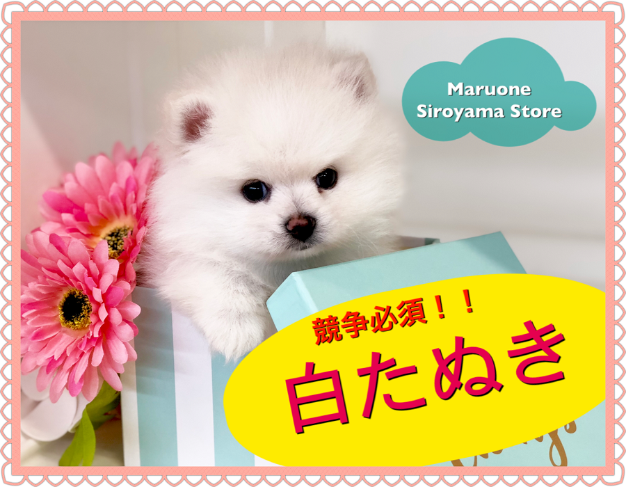 【 超タヌキ顔 ポメラニアン 】超絶希少！競争必須の白タヌキ！！ペッツワン城山店NO.118284