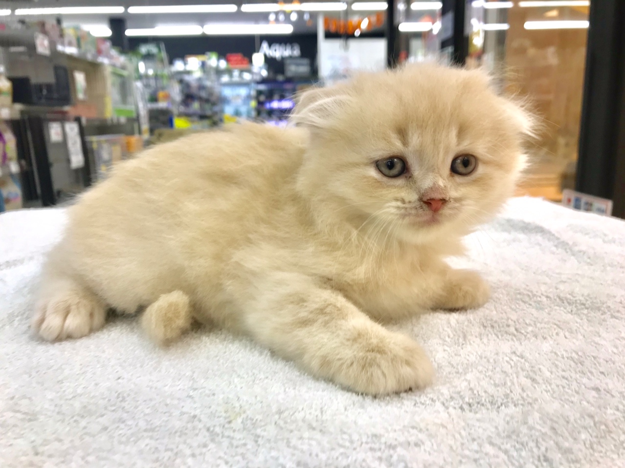 とても弟思いのお兄ちゃん | スコティッシュ・フォールド （117171） - ペットショップ マルワン鎌ヶ谷 千葉県鎌ヶ谷市北初富