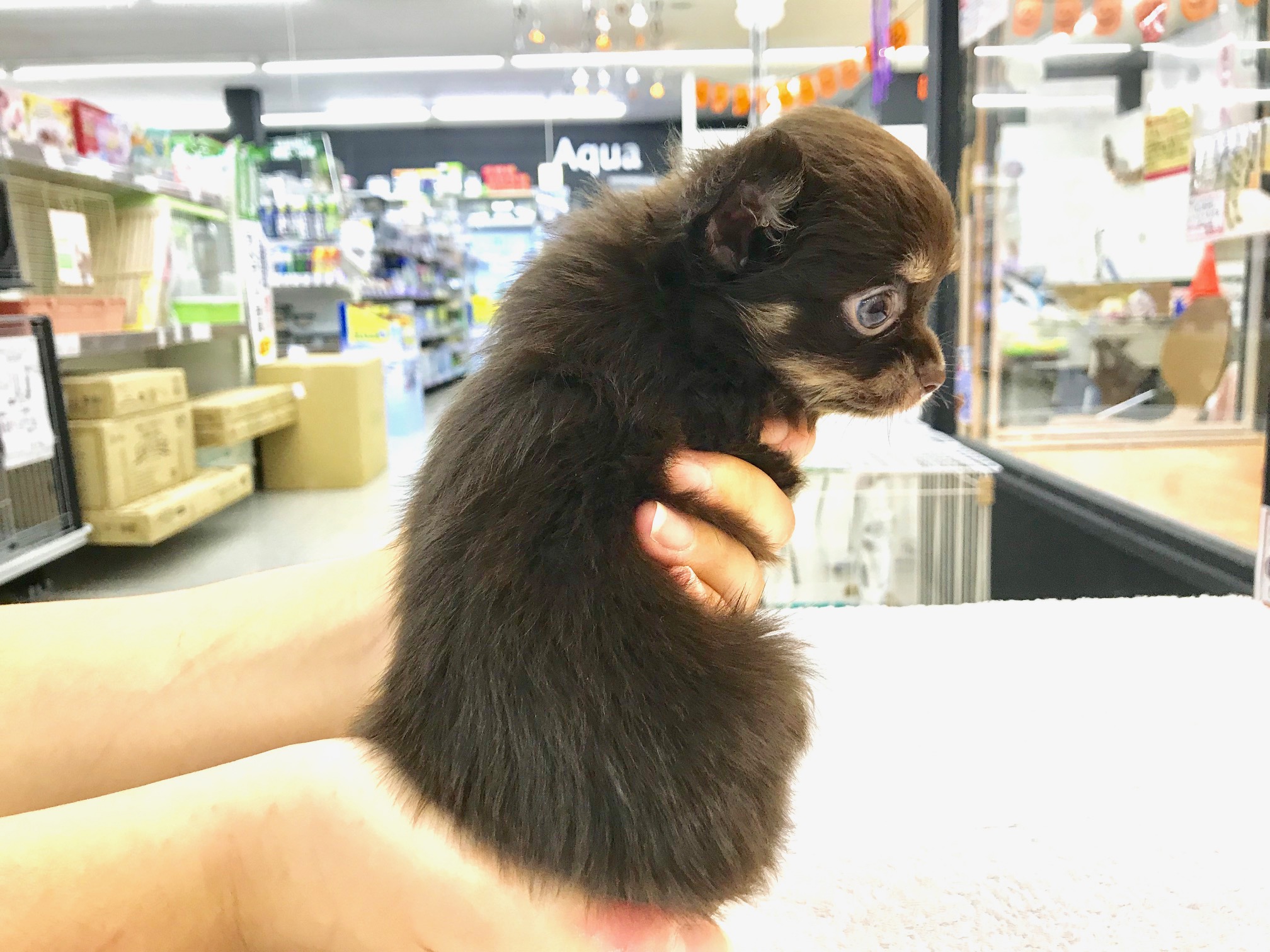 濃いめのチョコレート＆タン | チワワ ロングコート （117167） - ペットショップ マルワン鎌ヶ谷 千葉県鎌ヶ谷市北初富