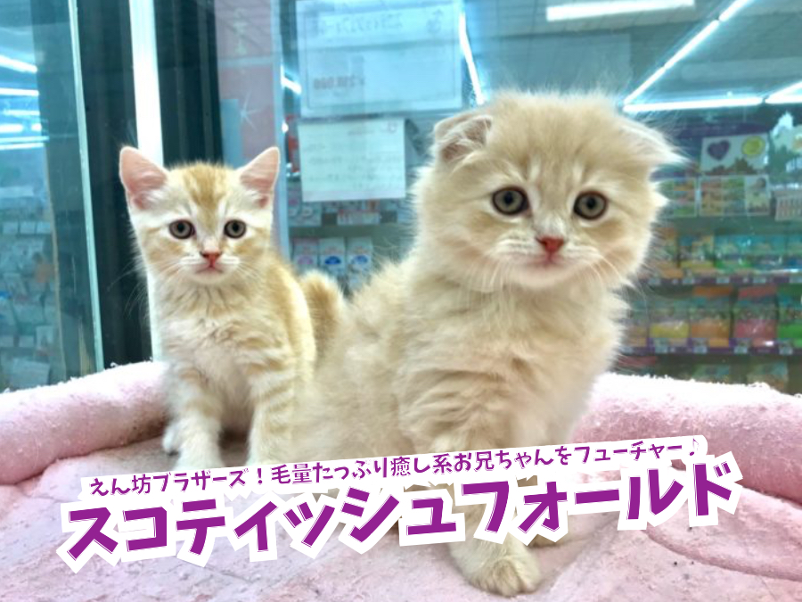 【 スコティッシュ・フォールド 兄編 】甘えん坊ブラザーズ！毛量たっぷり癒し系お兄ちゃん♪鎌ヶ谷店No.117171