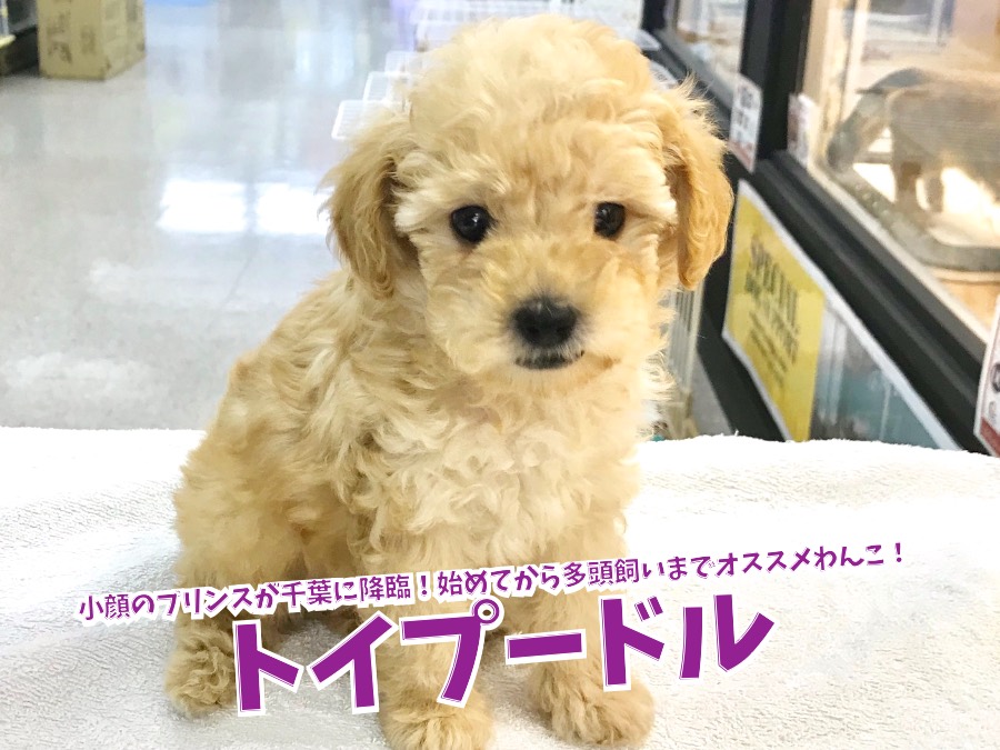 【 トイプードル 】小顔のプリンスが千葉に降臨！初めての方から多頭飼いの方までオススメのわんこ！鎌ヶ谷店No.117172