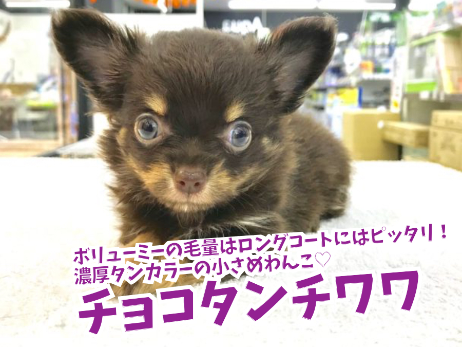【 チョコタンチワワ 】ボリューミーな毛量！濃厚タンカラーの小さめわんこ♡ 鎌ヶ谷店No．117167