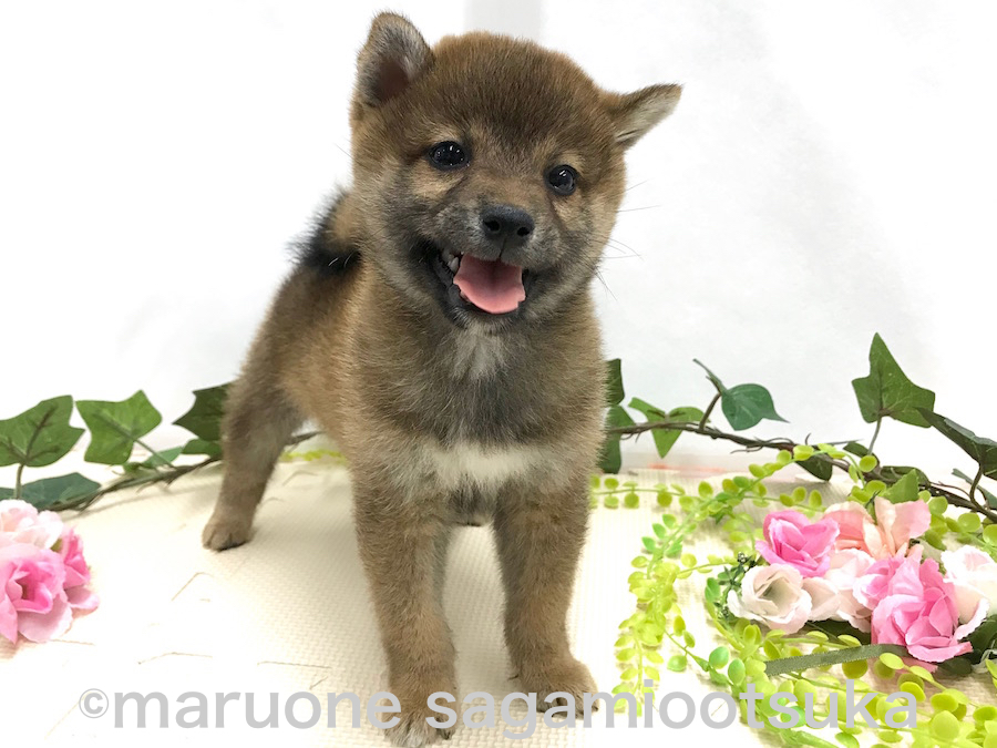 暴れない安全な抱っこ | 豆柴 柴犬 （814485） - ペットショップ マルワン相模大塚 神奈川県大和市