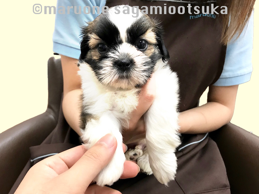 前足をさわった画像 | マルワン塾クエスチョン - ペットショップ マルワン相模大塚 神奈川県大和市