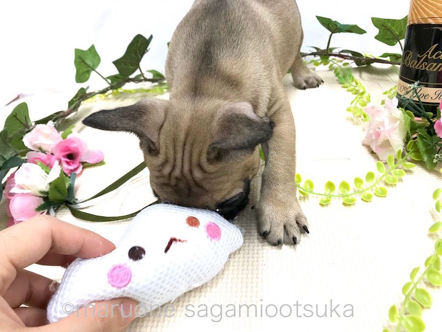 成犬時には10kg前後になりそう | フレンチ・ブルドッグ （814486） - ペットショップ マルワン相模大塚 神奈川県大和市