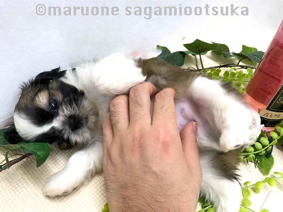 撮影も終わってゴ〜ロゴロ♪ | シーズー （814487） - ペットショップ マルワン相模大塚 神奈川県大和市