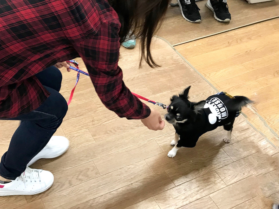 お散歩できるかな？ もんもくん | 相模大塚店パピー教室 イベントレビュー