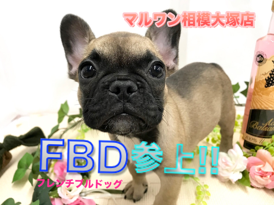 【 フレンチブルドッグ 】希少種・ペチャ顔・簡単お手入れ!究極の鼻ぺちゃアイドル登場！ 相模大塚店No.814489