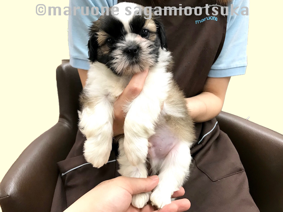 後ろ足の画像 | マルワン塾クエスチョン - ペットショップ マルワン相模大塚 神奈川県大和市