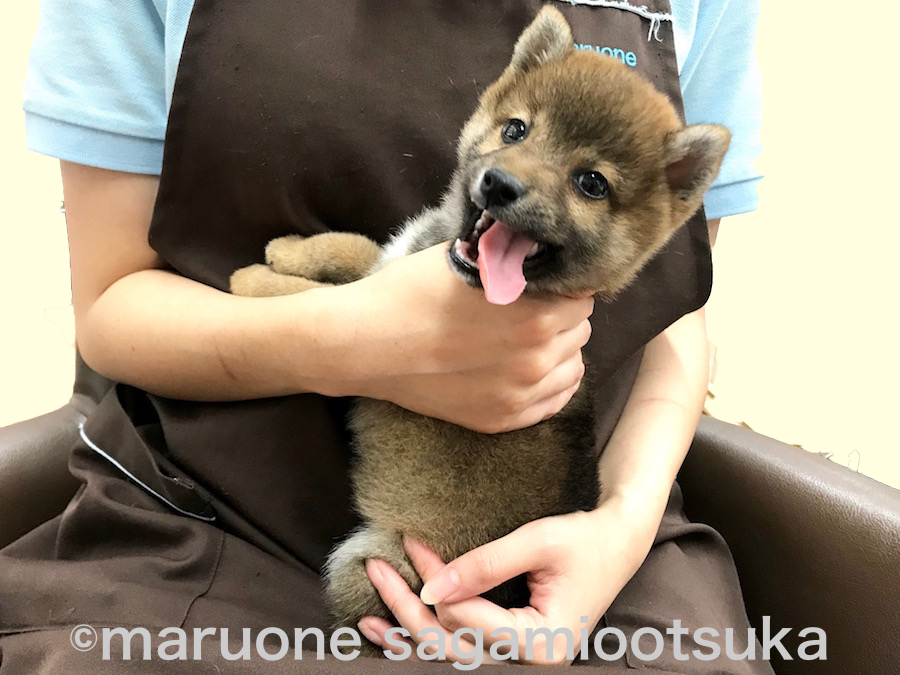 抱っこの仕方 Part.1 | 豆柴 柴犬 （814485） - ペットショップ マルワン相模大塚 神奈川県大和市