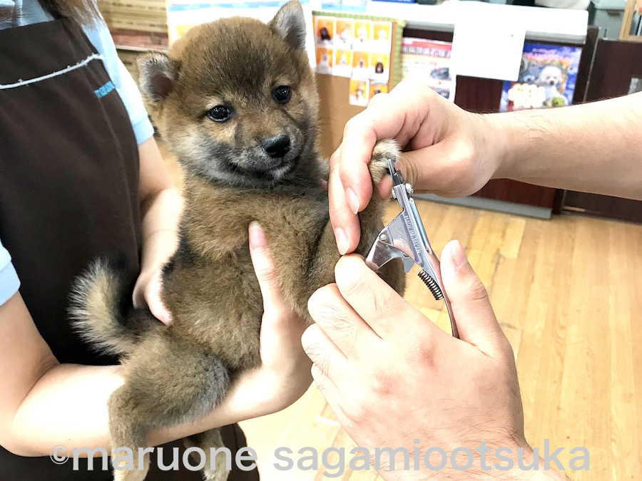 爪切りの様子 | 豆柴 柴犬 （814485） - ペットショップ マルワン相模大塚 神奈川県大和市