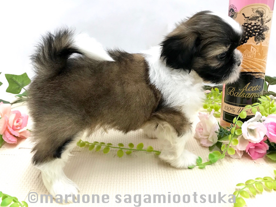 『獅子狗-Shih Tzu-（シー・ツェ・コウ）』を英語読みしたのがシーズー | シーズー （814487） - ペットショップ マルワン相模大塚 神奈川県大和市