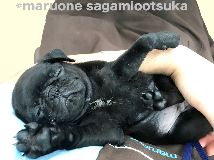 おやすみなさいzzz | パグ （814488） - ペットショップ マルワン相模大塚 神奈川県大和市