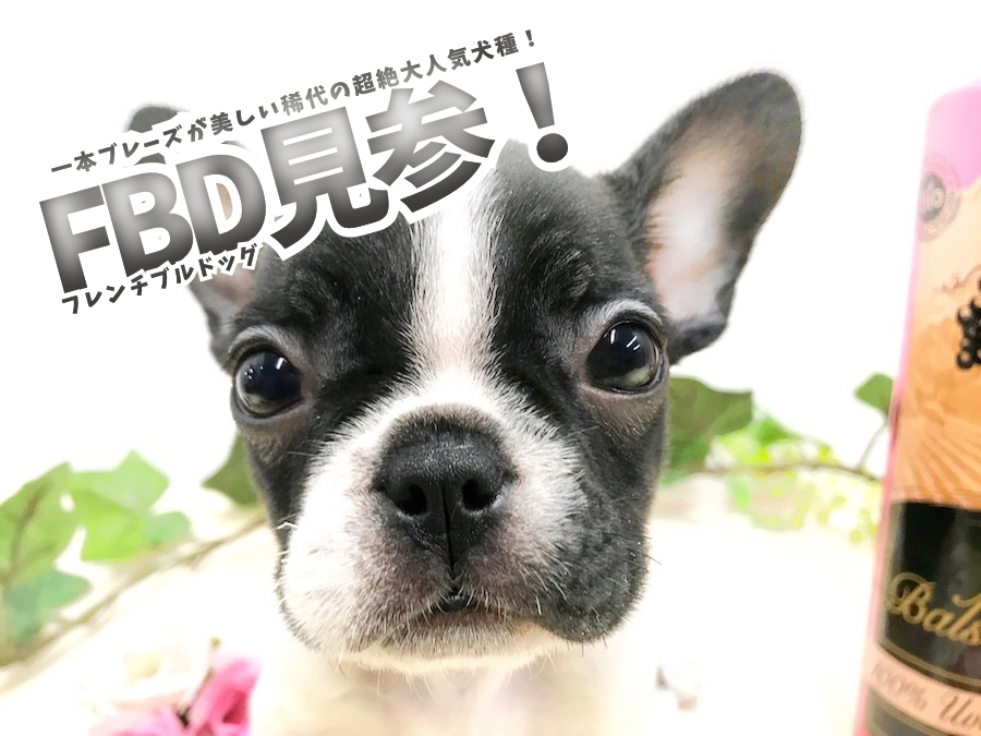 【 フレンチ・ブルドッグ 】一本ブレーズが美しい稀代の超絶大人気犬種！パイド・小さめ・最高ルックス！ 相模大塚店No.814486