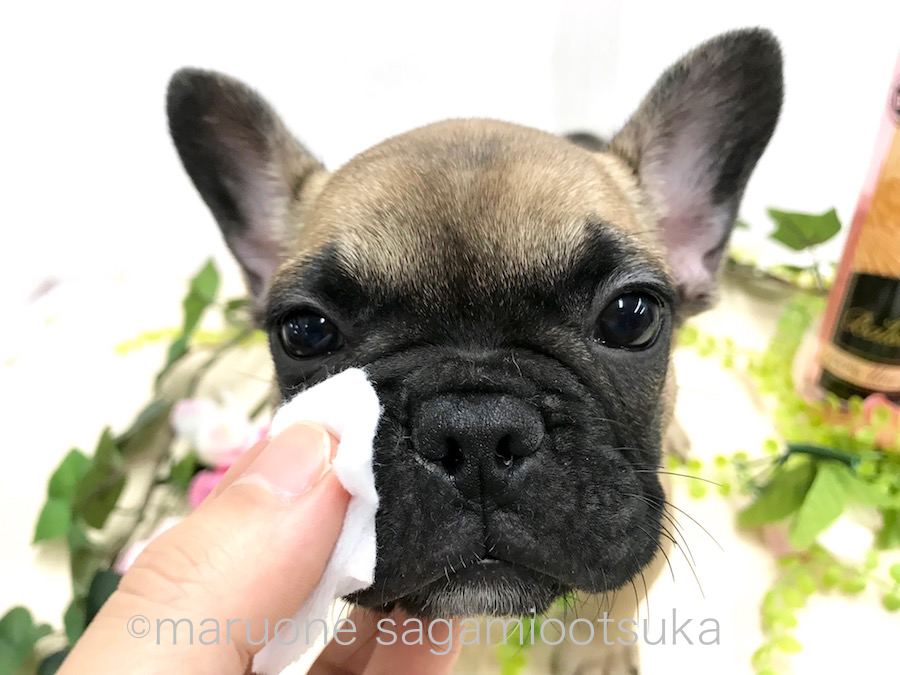 お顔のシワのケアも嫌がらずに拭かせてくれます♪ | フレンチ・ブルドッグ （814486） - ペットショップ マルワン相模大塚 神奈川県大和市