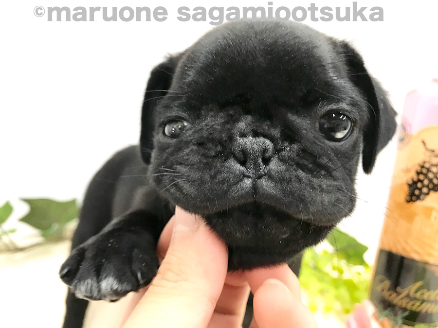 こんな風に触っちゃいます | パグ （814488） - ペットショップ マルワン相模大塚 神奈川県大和市