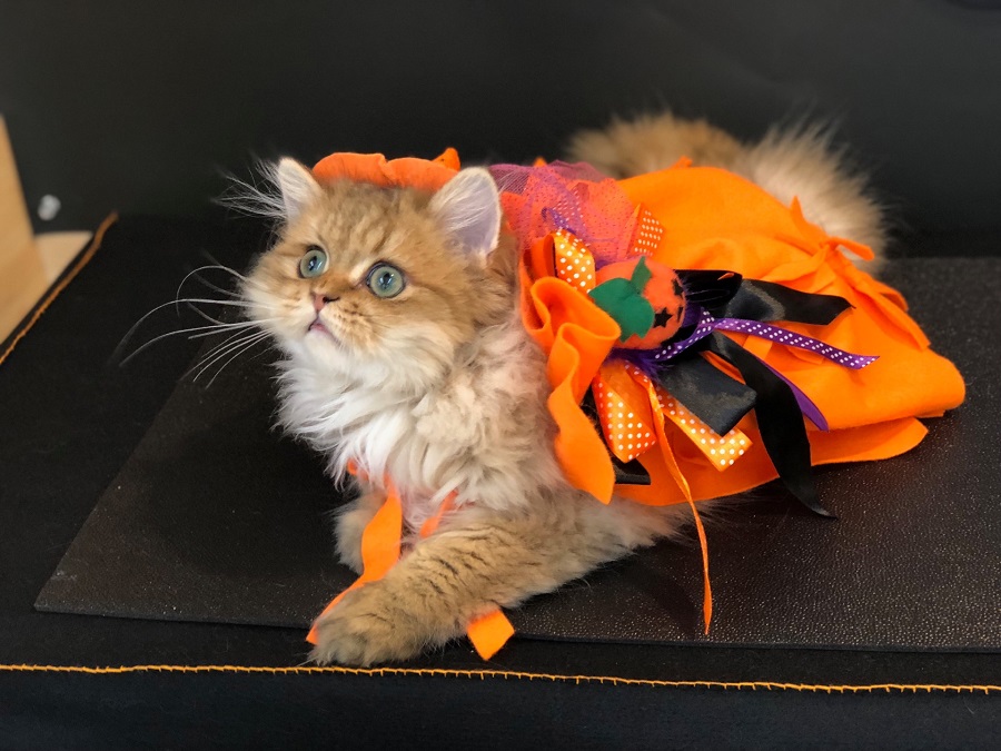ハロウィンコスプレ | ペルシャ （311799） - ペットショップ マルワン港北ニュータウン 神奈川県 横浜市 都筑区
