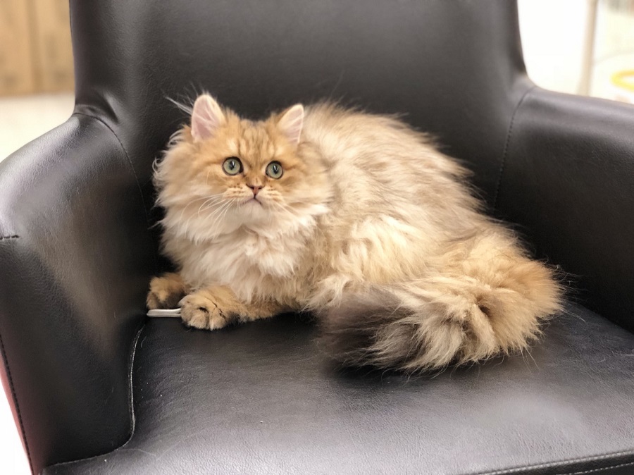 ゆったりとした姿は猫界の王者とも思わせる貫禄 | ペルシャ （311799） - ペットショップ マルワン港北ニュータウン 神奈川県 横浜市 都筑区