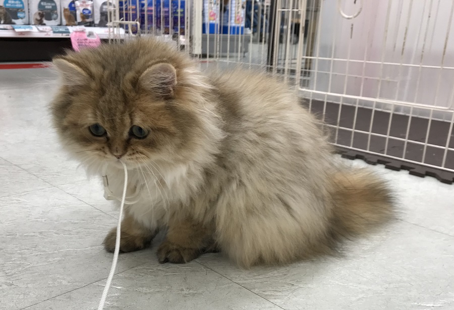 少しずつですがえっちらおっちら歩けるようになってきました | ペルシャ （311799） - ペットショップ マルワン港北ニュータウン 神奈川県 横浜市 都筑区