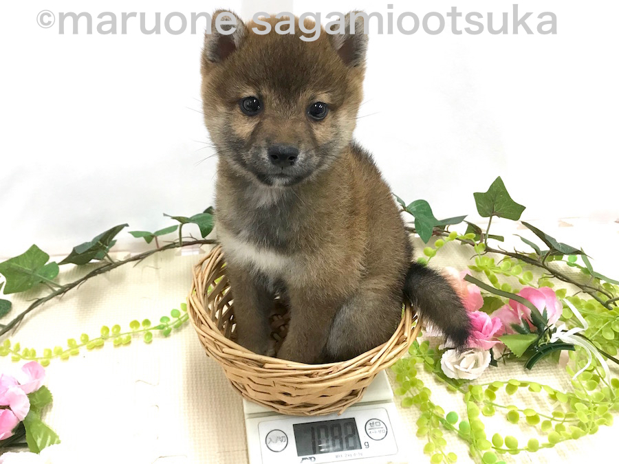 生後73日時点での体重は1082g | 豆柴 柴犬 （814485） - ペットショップ マルワン相模大塚 神奈川県大和市