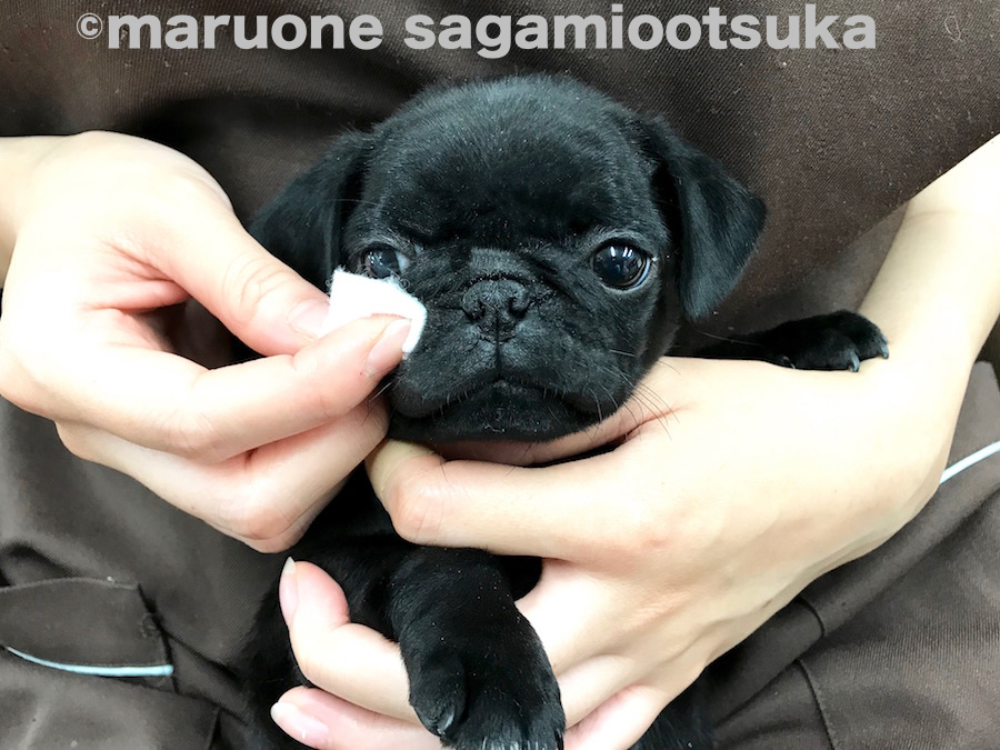 『ちゃんとキレイにしてよね♪』 | パグ （814488） - ペットショップ マルワン相模大塚 神奈川県大和市