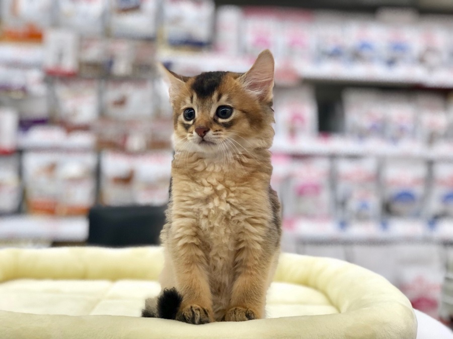 【 ソマリ 】顔も体も美しい！誰もが認めるTHE美ネコ♪港北NT店NO.311817