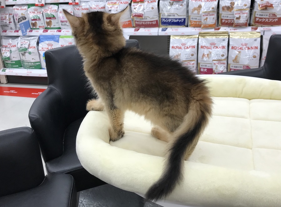 シッポは大人になる頃には ふっさふさ！ | ソマリ （311817） - ペットショップ マルワン港北ニュータウン 神奈川県 横浜市 都筑区