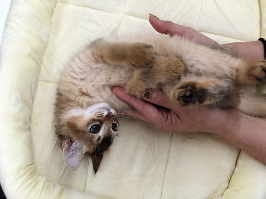 コミュニケーション能力が高いので、とても飼いやすい猫種 | ソマリ （311817） - ペットショップ マルワン港北ニュータウン 神奈川県 横浜市 都筑区