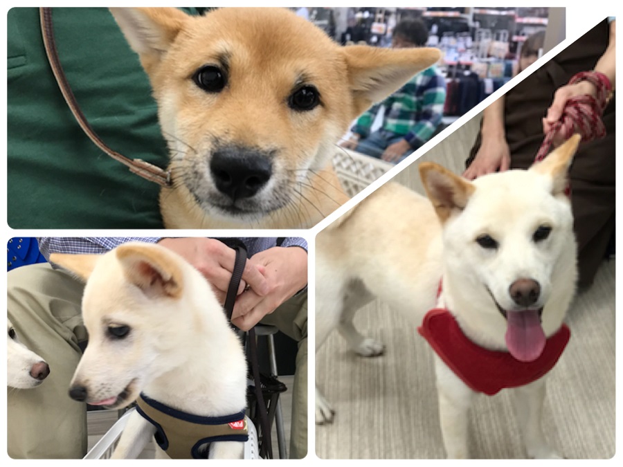 柴犬 シロくん、豆柴 そらくん、豆柴 こなつちゃん | 港北NT店パピー教室 イベントレポート